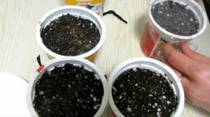 Выращивание лобелии из семян. Как вырастить рассаду лобелии за 35 дней?