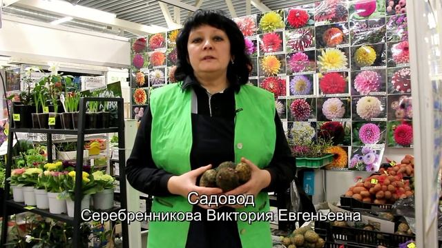 На выставке для садоводов: полезные советы от участников выставки смотреть онлайн