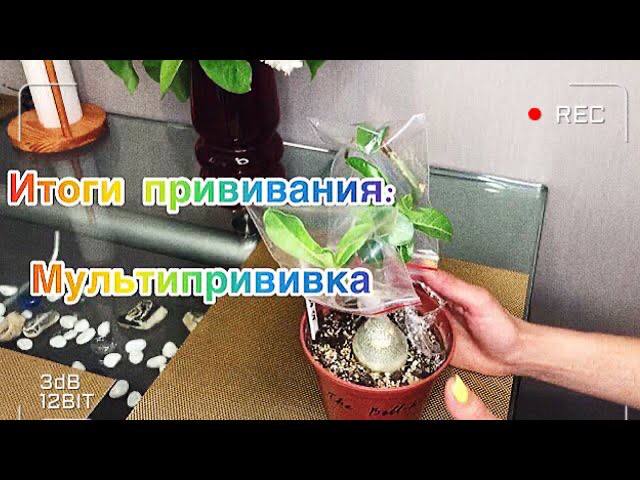 Адениум. Прививка Адениума._Результат прививания адениума (720p).mp4 смотреть онлайн