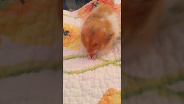 Cute long haired Syrian hamster enjoying a sunflower seed смотреть онлайн