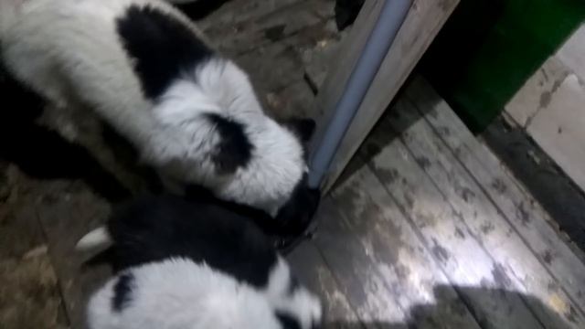 Умный дом, запустил кормушку для собак на esp + mqtt +donat