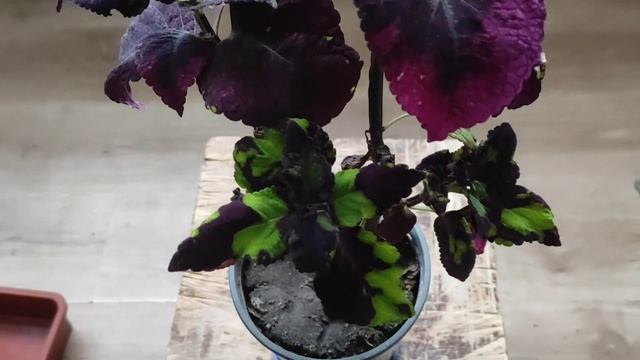 Колеусы с осенним окрасом. Вторая часть. смотреть онлайн