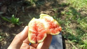 Инжир Далматский коричневый