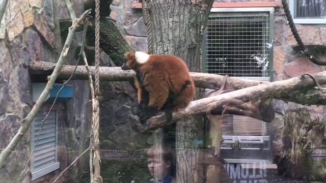 Зоопарк СПБ смотреть онлайн