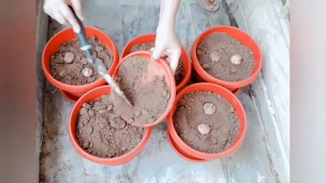 How to plant Gladiolus bulb / grow gladiolus bulb and corm смотреть онлайн