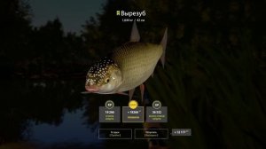 Русская Рыбалка 4 ► Russian Fishing 4 ► Река Северский Донец - Вырезуб