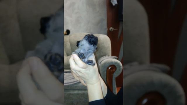 Щенку не дают мяса смотреть онлайн
