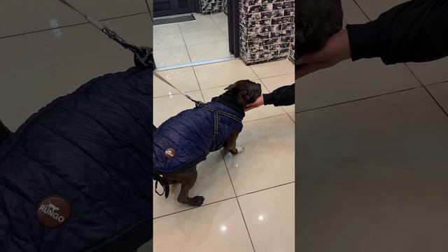 Американский булли. Цена не имеет значения когда речь идёт о мечте! смотреть онлайн