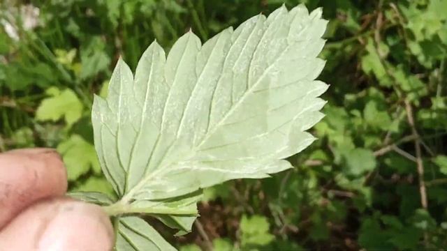 Приготовление шашлыка на костре в лесу на рябиновых ветках.Приготовление шашлыка из свинины летом смотреть онлайн