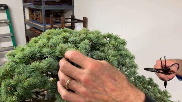 Blue Atlas Cedar Bonsai care смотреть онлайн