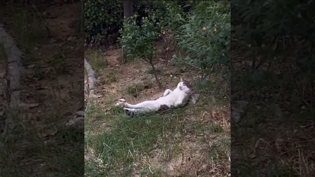 Шоб я так жил смотреть онлайн