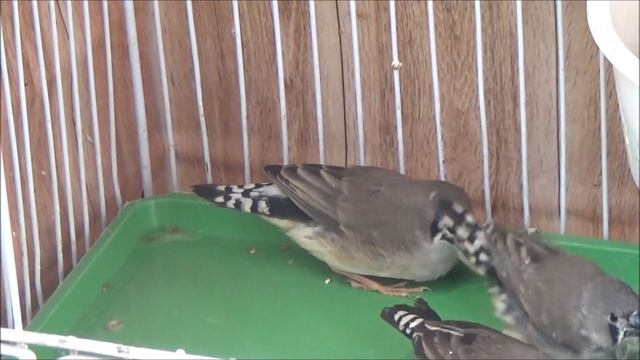 Feeding Zebra Finch Babies смотреть онлайн