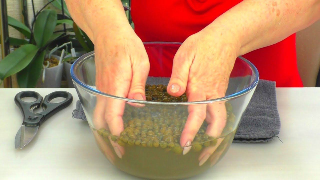 Сажаю орхидеи только в ЧИСТЫЙ керамзит. Как промыть керамзит? Какой и почему? смотреть онлайн
