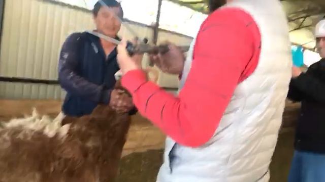 Овцематка. Живой вес 137 кг. смотреть онлайн
