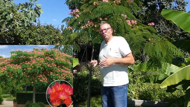 Albizia, un arbre élégant parfumé à planter au bord de la piscine. смотреть онлайн