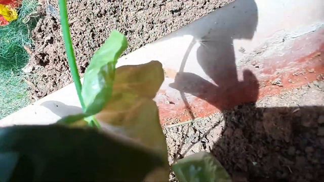 Easiest Way Of Propagating Pink Syngonium