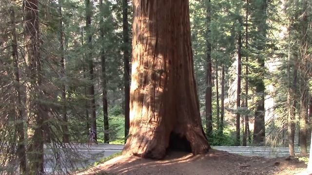 #7 Путешествие по Америке: национальный парк Секвойя смотреть онлайн