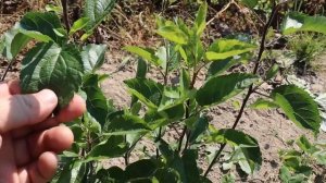 Селекция яблони. Как получить новый сорт.