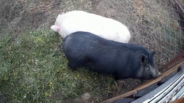 Плюсы и минусы вьетнамских поросят. смотреть онлайн