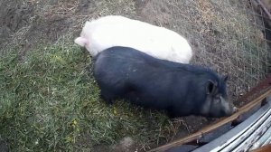 Плюсы и минусы вьетнамских поросят.