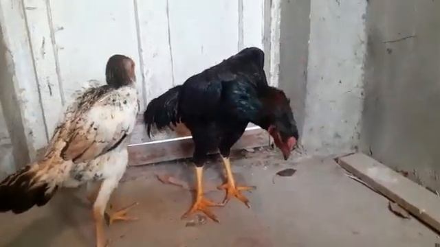 Шамо апрельский петух и курочка продаются +77021400600 смотреть онлайн