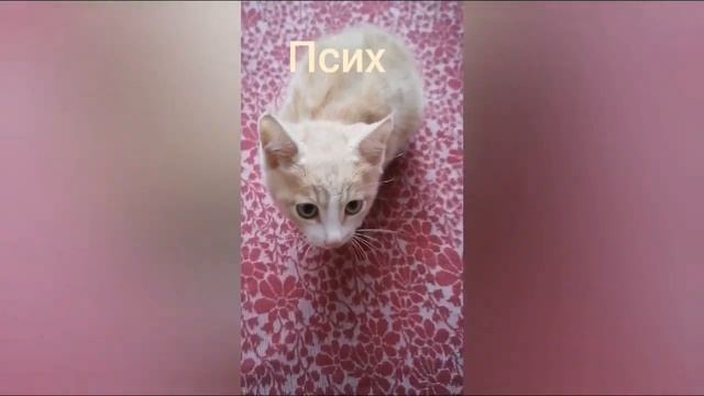 Я и мой бешеный кот 3 смотреть онлайн