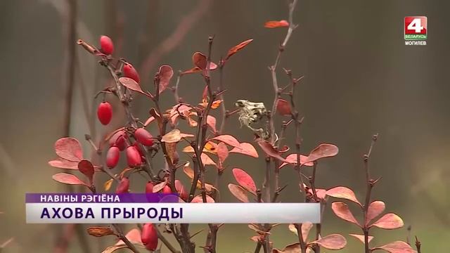 Печерский лесопарк в Могилёве получит статус особо охраняемой территории смотреть онлайн