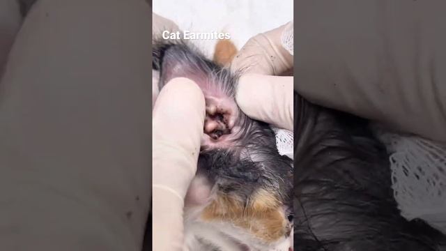 #cats #earmites #kitten #satisfying #earcleaning earcleaning смотреть онлайн