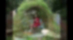 Выращиваем живые беседки из ивы