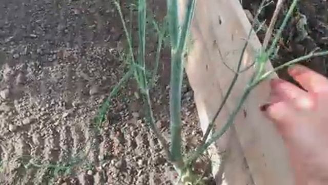 УТРО, КОФЕ, САЛАТ ИЗ КРАСНОЙ КАПУСТЫ. АРОМАТНЫЙ ЧАЙ.  ПОДГОТОВКА ТЕПЛИЦЫ К ЗИМЕ.