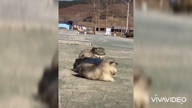 Pet home cat and dogs funny # F смотреть онлайн