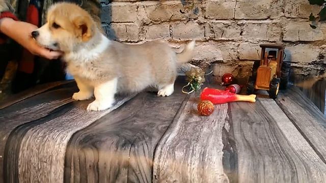 Щенки Вельш корги пемброк. Продажа. Питомник. +7 904 650-19-96. Welsh Corgi Pembroke. смотреть онлайн