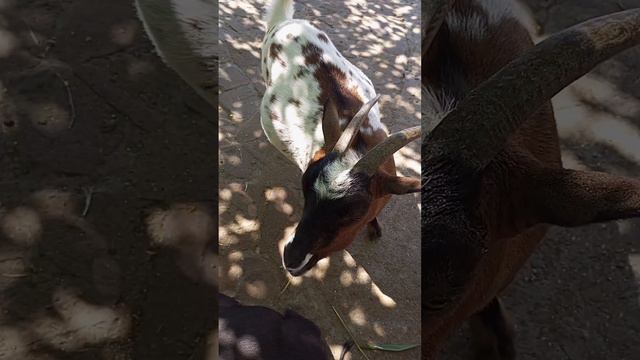 Зоопарк "Тайган", Бабушкин дворик. Крым, август 2023 смотреть онлайн