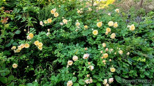 Троянда Остіна Roald Dahl/ Роза Остина Роальд Даль (06.08.2022) смотреть онлайн