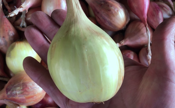 Урожай ЛУКА ШАЛОТА 2022 г.