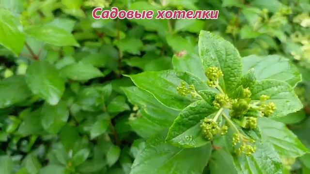 3. Геркулес 29 07 2023. смотреть онлайн