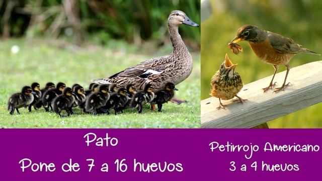 Animales Ovíparos, Vivíparos y Ovovivíparos para Niños смотреть онлайн