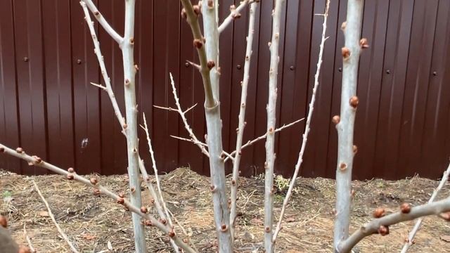 Чем полезна облепиха / Мои сорта облепихи / Посадка облепихи смотреть онлайн