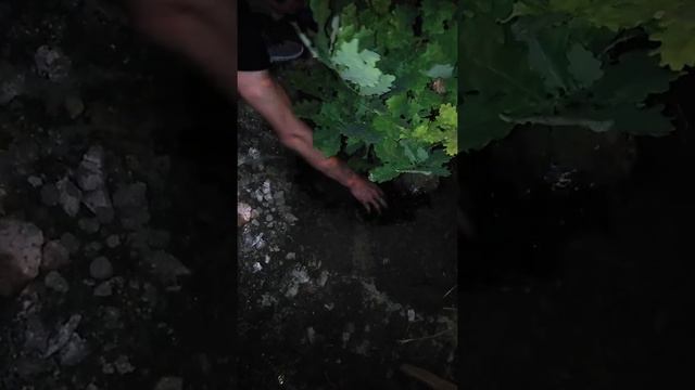 Мой друг Дмитрич сажает дуб во дворе своей новостройки смотреть онлайн