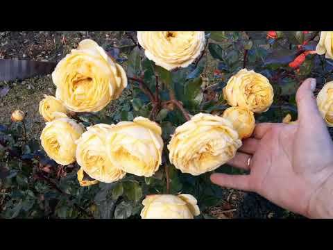 Влог ни о чем... Просто очередной теплый ноябрьский день в саду... смотреть онлайн