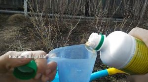 Применение Байкала  ЭM1 в саду,Обработка куста смородины, саженцев яблонь - Байкалом ЭM1