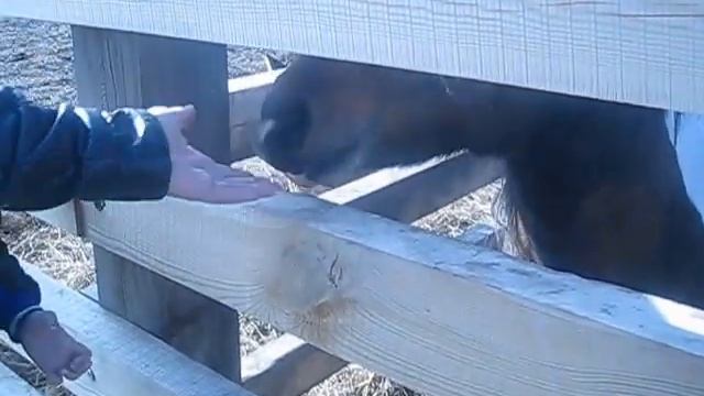 Лошадь ест сахар с рук смотреть онлайн