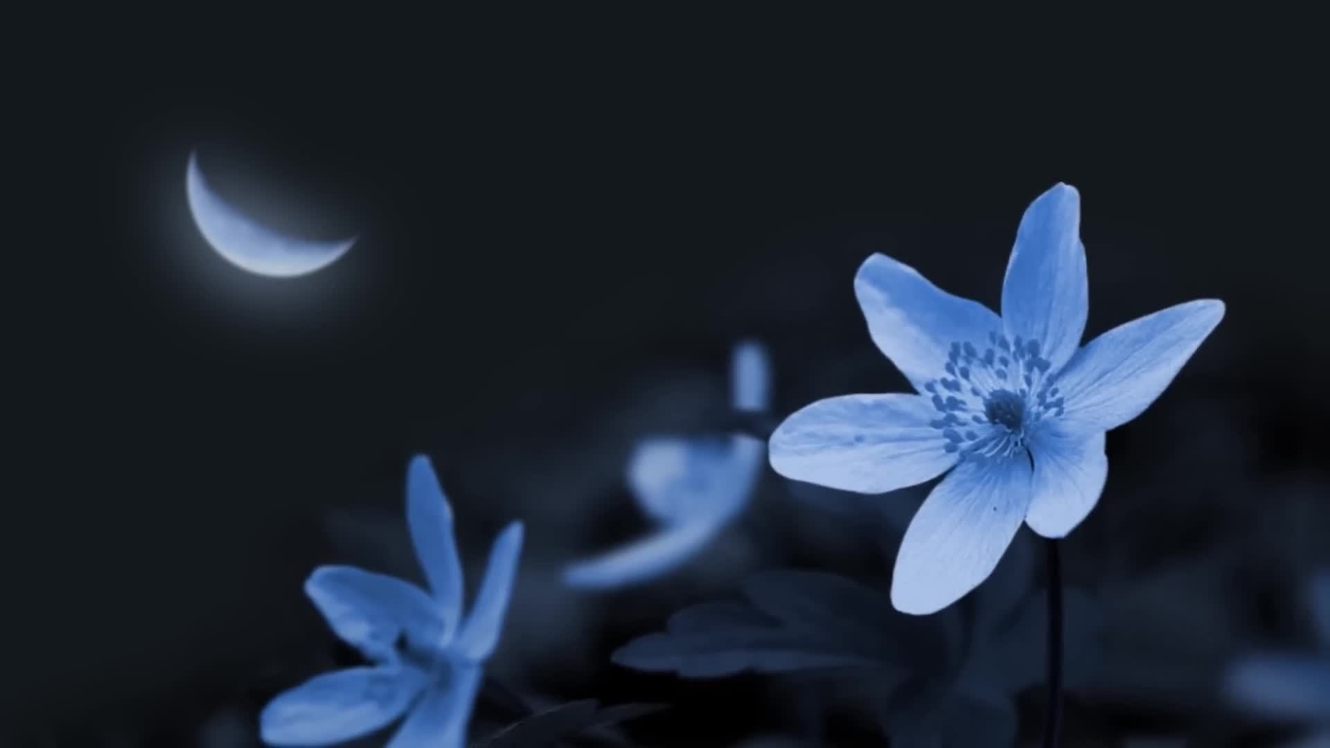 Музыка для сна - расслабляющая музыка, исцеляющая музыка, музыка, музыка для медитации, Relax Music!