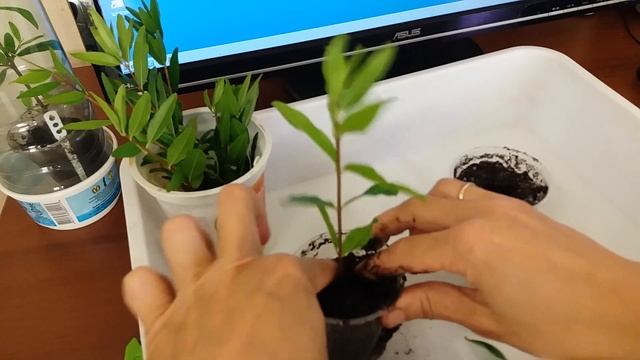Как укоренить гранат смотреть онлайн