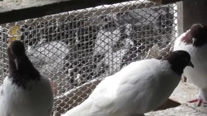 Головатые голуби КМВ! История их создания от Николая Мироныча!