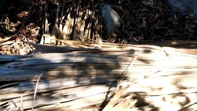 Graveyard Lizards (Basseterre, St Kitts) смотреть онлайн