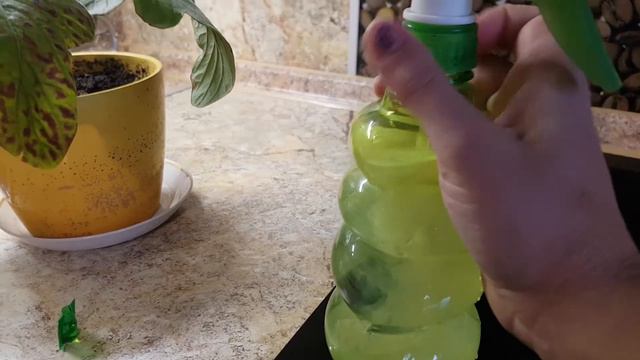 спасаем герберу