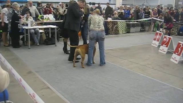 FCI-CACIB 22.04.2012 кобели Открытый класс смотреть онлайн