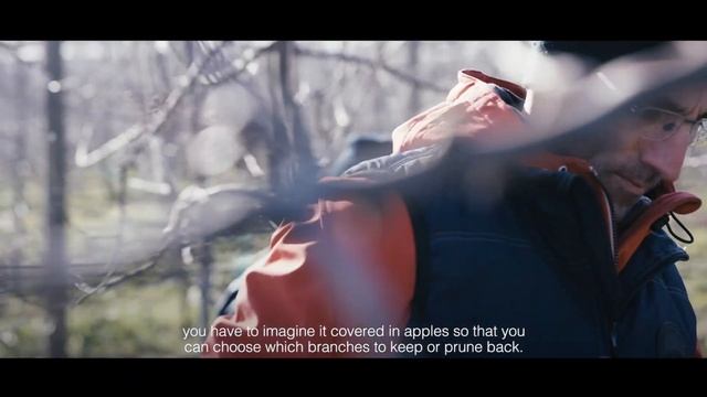 Pruning Pink Lady® apple trees смотреть онлайн