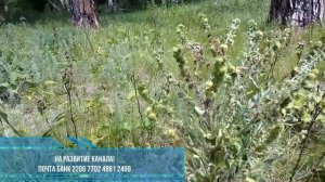 Чёрный корень.